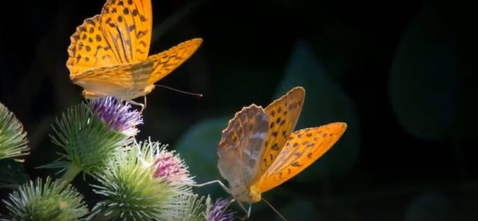 BUTTERFLIES AND THISTLE       2026-03-03_19-21-18