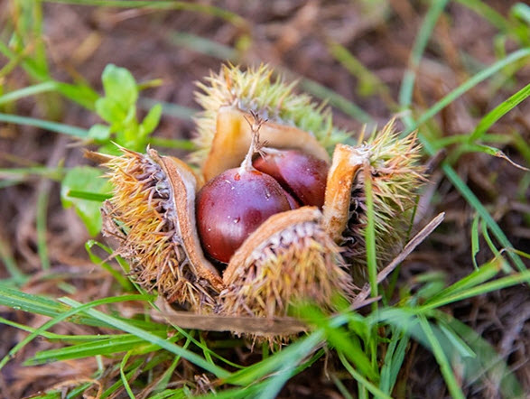 Chestnut