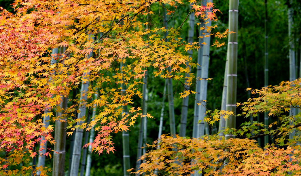 autumn colors    2025-11-02_7-26-33