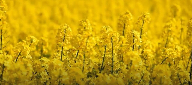 YELLOW FLOWERS    2025-11-04_8-46-43