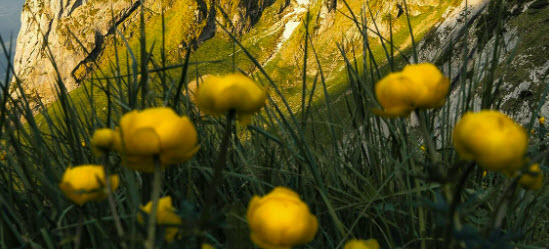 A YELLOW BUNCH    2025-11-01_12-23-40