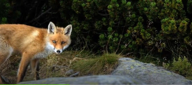 A FOX    2025-10-31_18-41-24