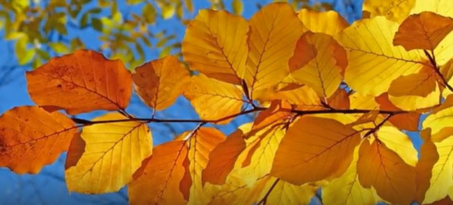 AUTUMN LEAVES       2025-10-07_10-42-35