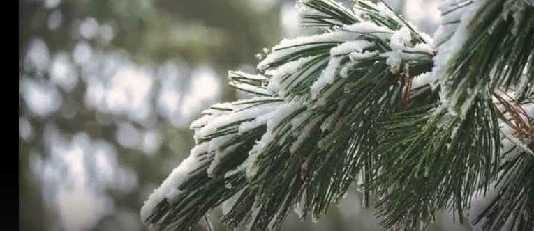 z wintering pine    2025-12-02_10-24-40