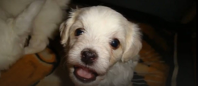 PUPPY LOVE    2025-10-14_9-30-06