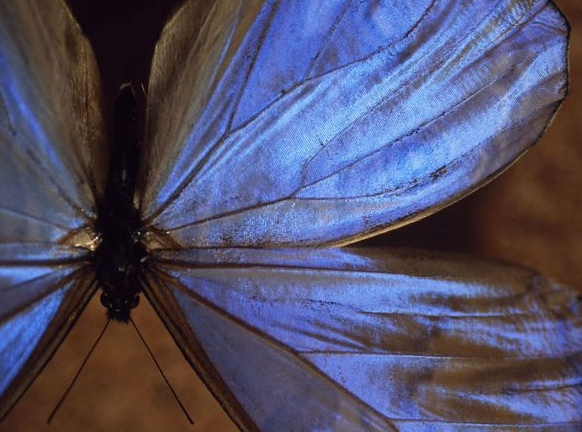 butterfly wings 9