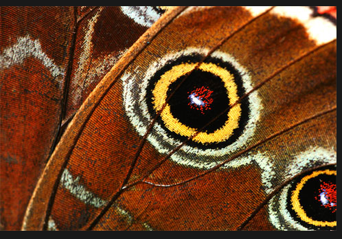 butterfly wings 3