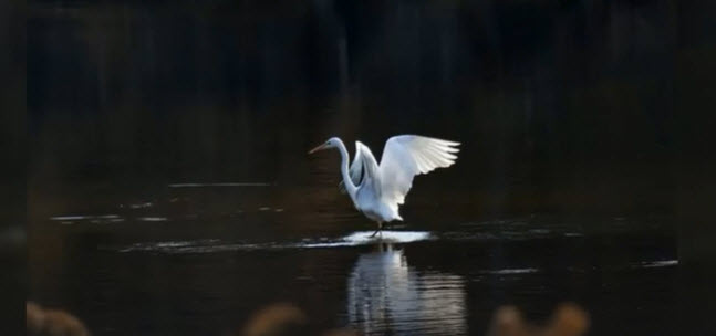 WINGS       2025-10-08_8-39-50