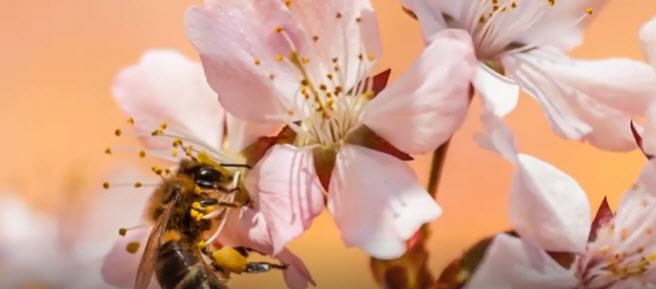 A HUNGRY BEE       2025-10-06_8-35-55
