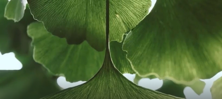 z GINKO LEAVES    2025-11-23_9-18-04
