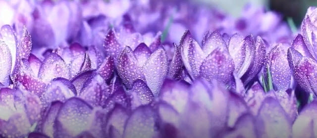 CROCUS    2025-10-14_9-27-01