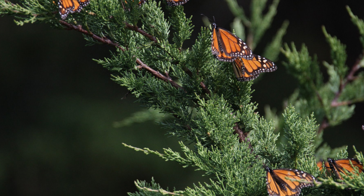 z    MONARCH BUTTERFLIES    2025-11-28_9-51-39