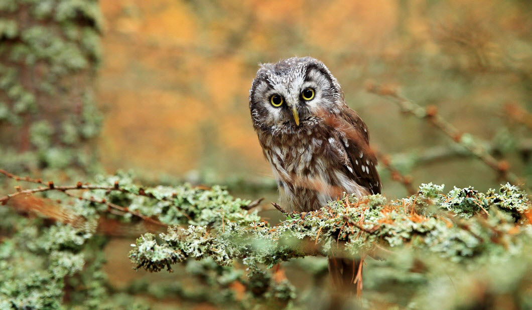ATHENAS OWL       2025-10-05_9-24-30