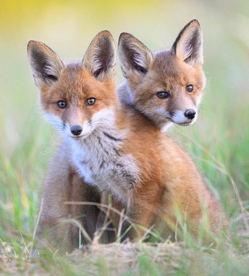 CRAZY LIKE TWO FOXES  3     2026-04-10_8-30-00
