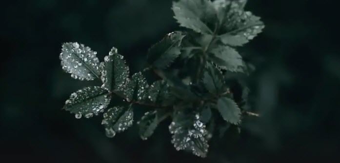 DEW DROPS       2026-02-14_16-15-18