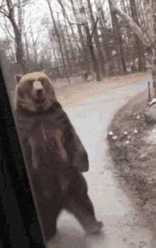 bear-cute