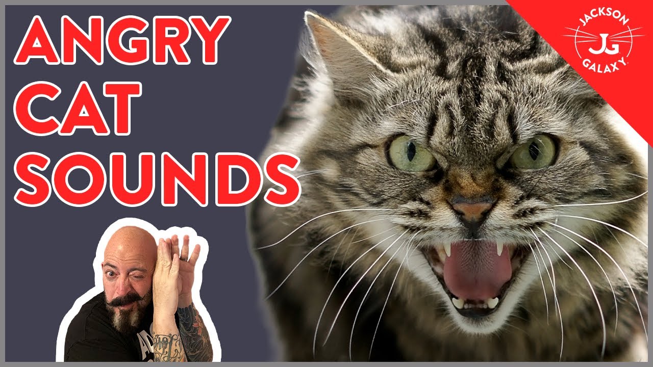 ![7 Angry Cat Sounds Explained! - YouTube