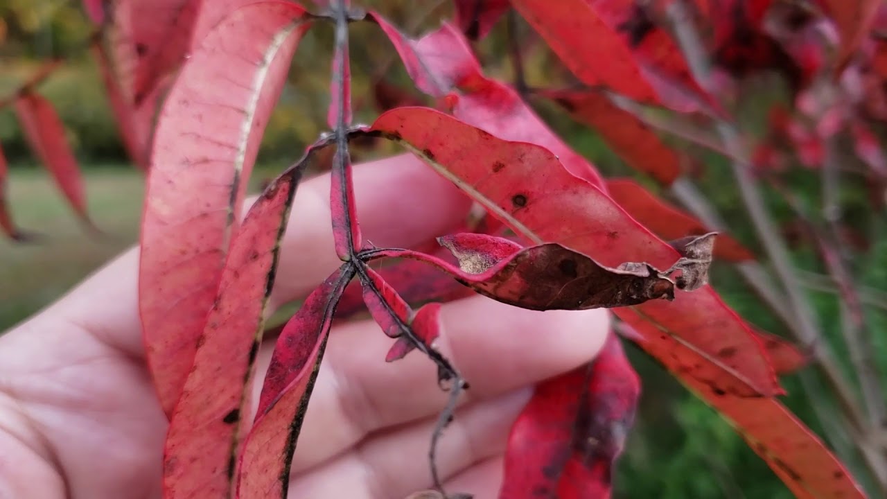 ID That Tree: Winged Sumac (Fall Color Edition) - YouTube