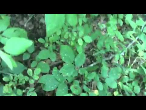 Northern Prickly Ash - YouTube