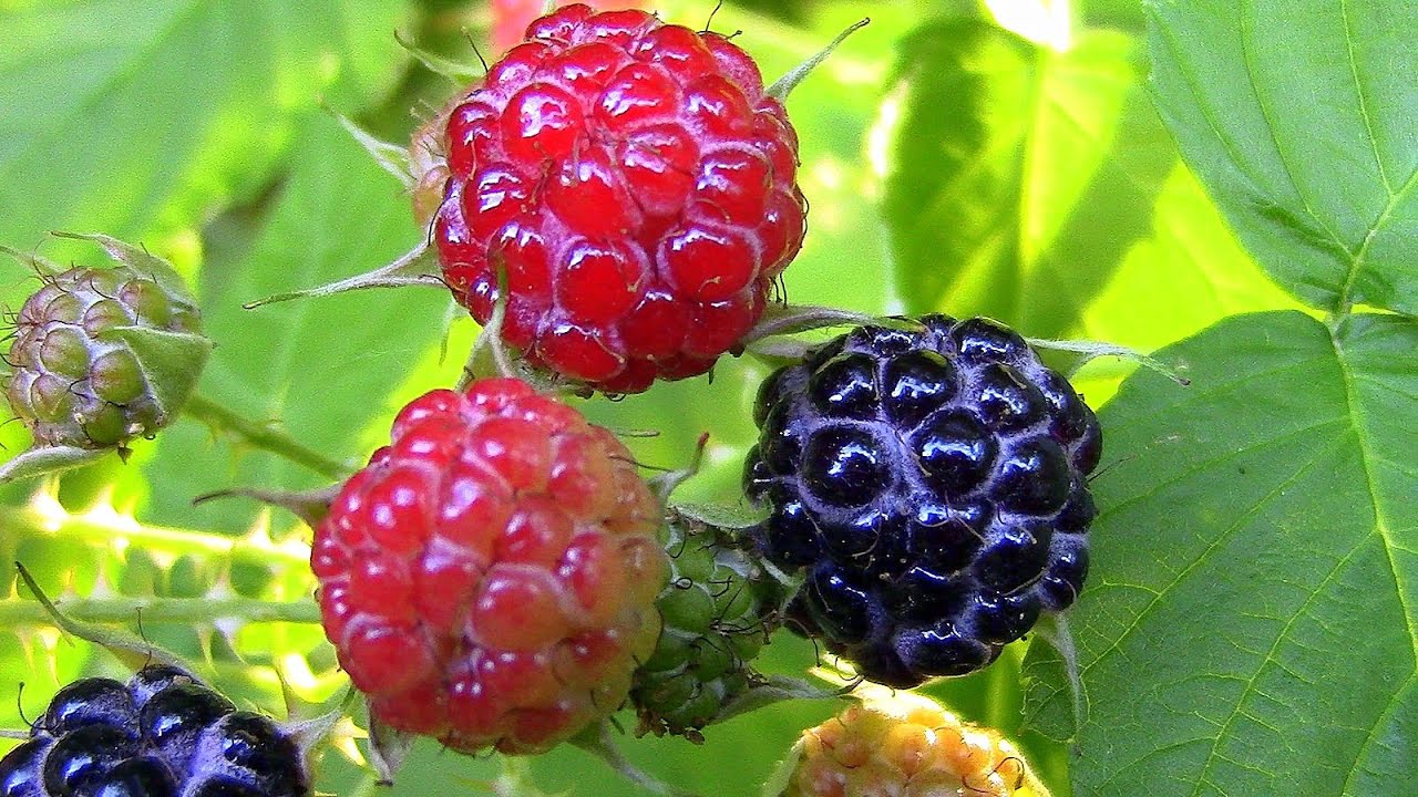 Wild Food Foraging- Raspberry Leaf Tea - YouTube