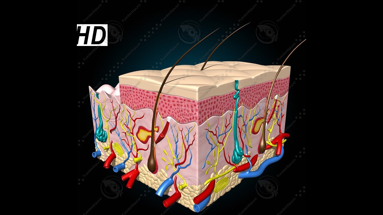 Anatomy and Physiology of Integumentary System Skin - YouTube