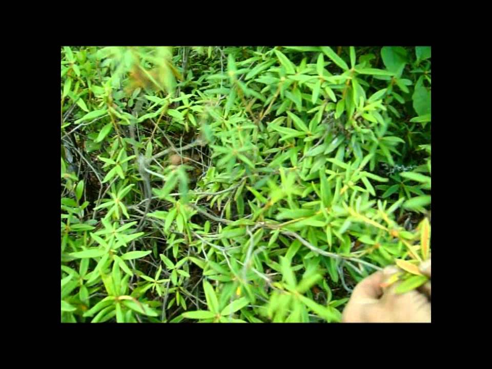 Wild Edibles: Labrador Tea - YouTube