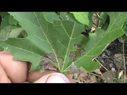 Silver Maple identification video (Acer saccharinum) - YouTube