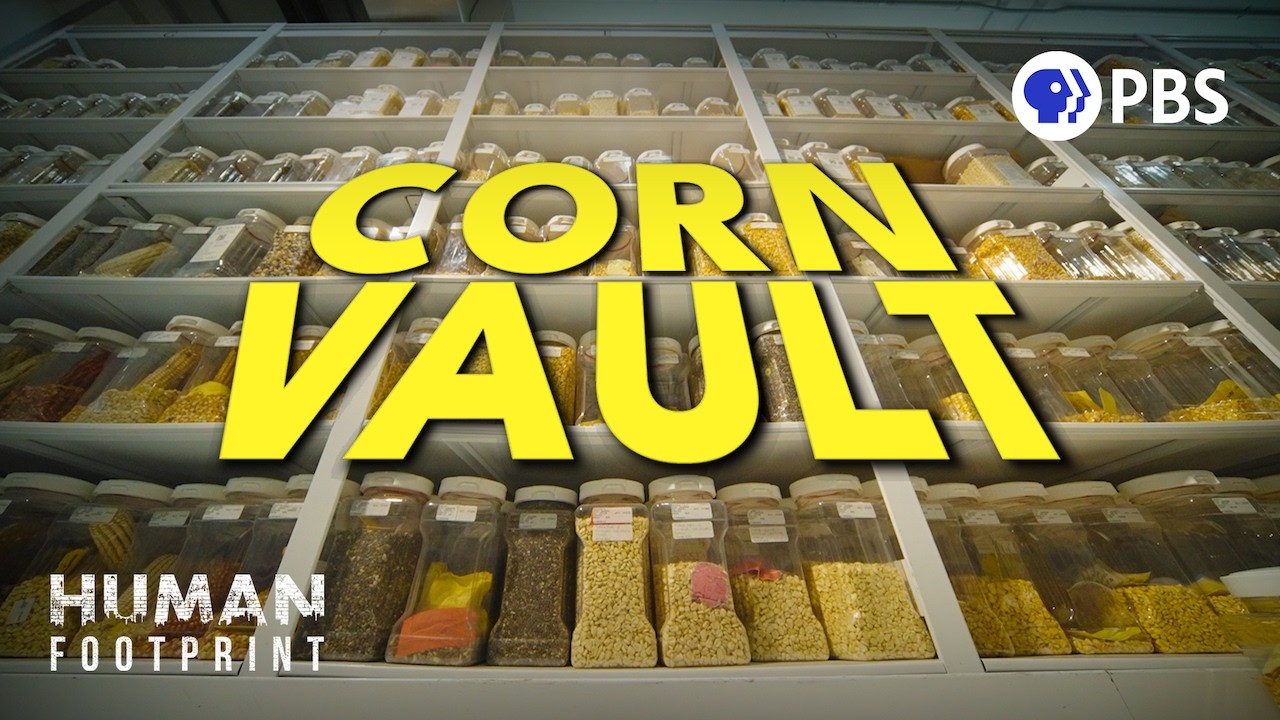 How Corn Took Over the World 🌽 - YouTube