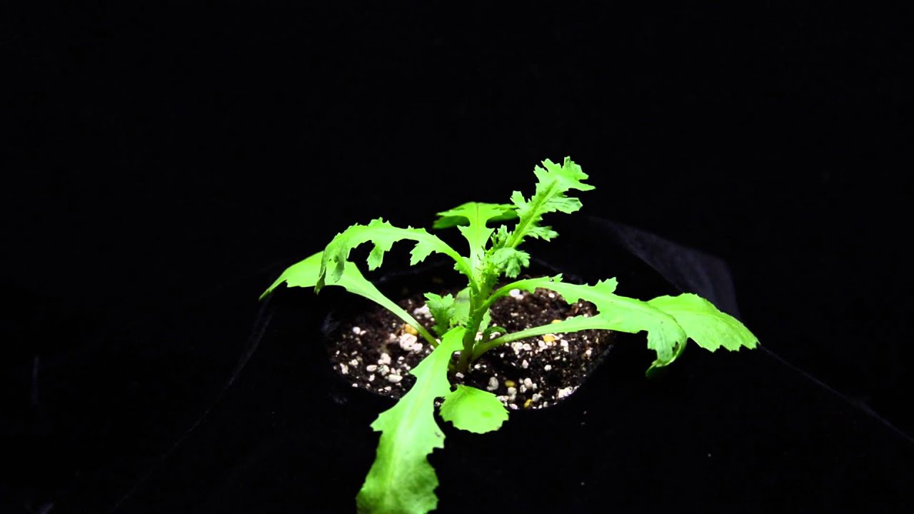 Common groundsel - YouTube