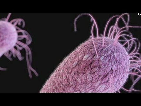How bugs become superbugs - YouTube