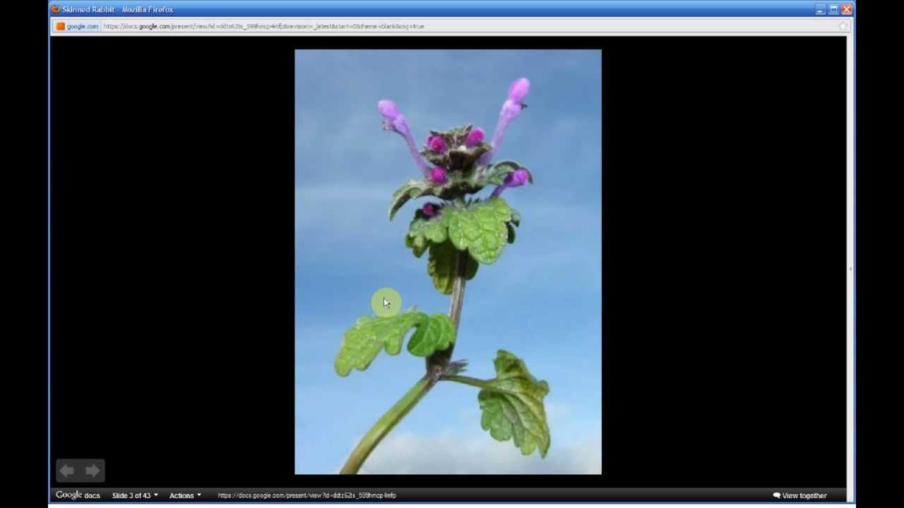 Lamium amplexicaule | Henbit (Part 1 of 2) - YouTube