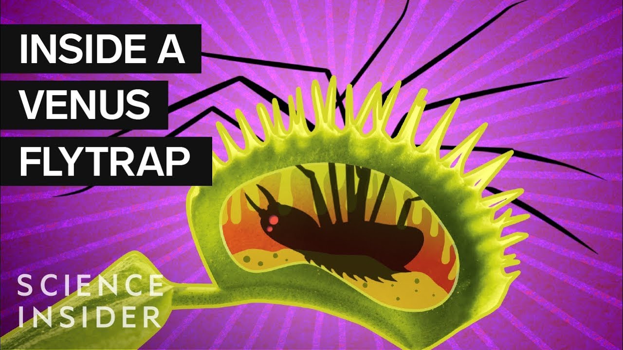 What's Inside A Venus Flytrap? - YouTube