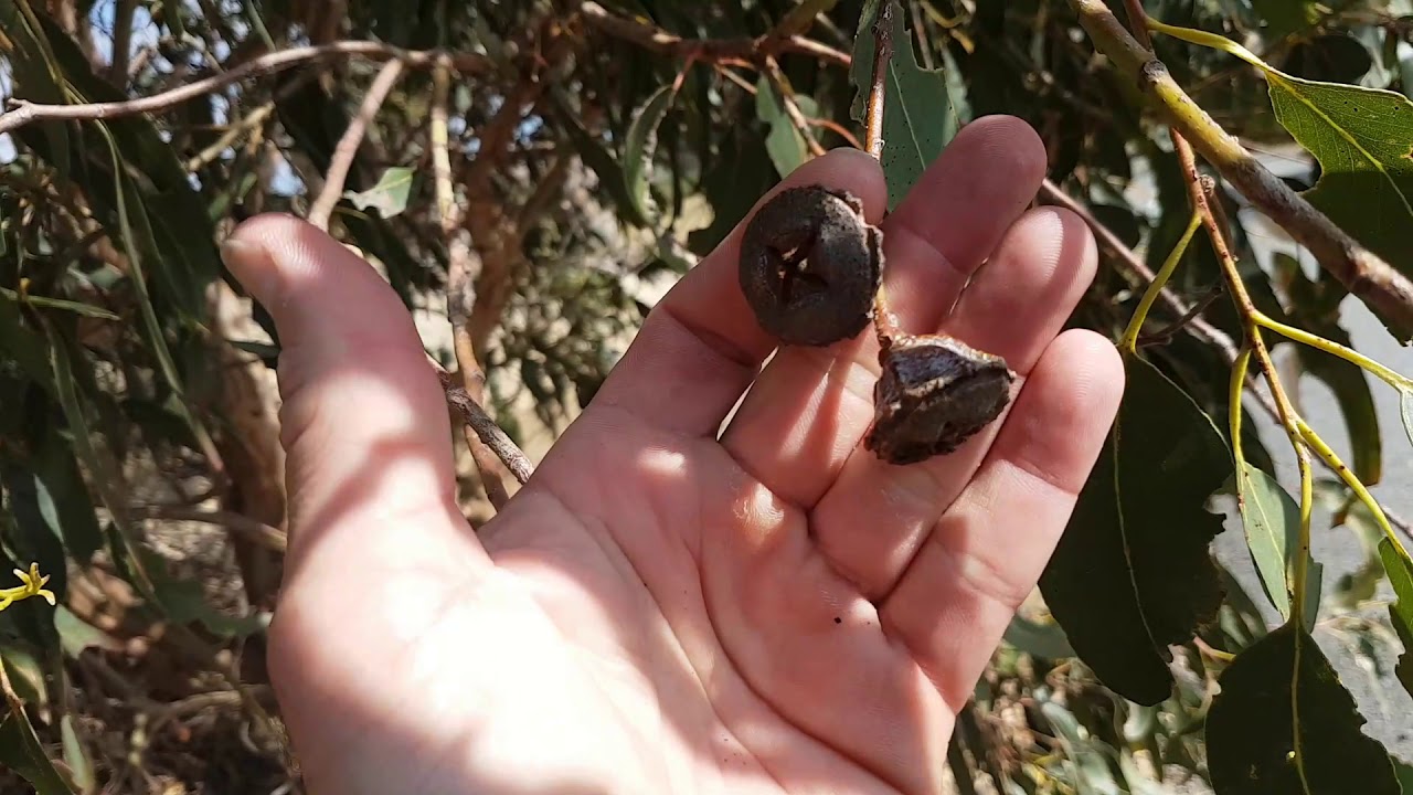Eucalyptus globulus - Identification & Information - YouTube