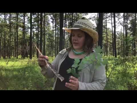 Medicinal and food uses of red maple - YouTube