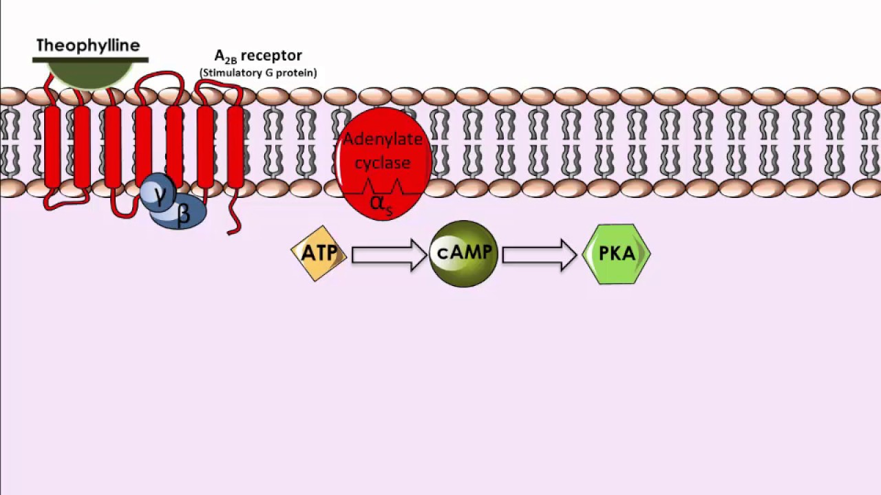 Theophylline - Mechanism of Action - YouTube