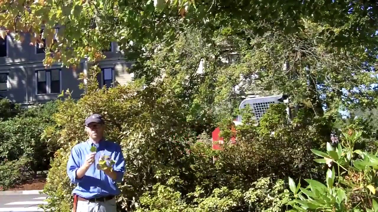 Red maple (Acer rubrum) - Plant Identification - YouTube