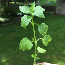 single plant