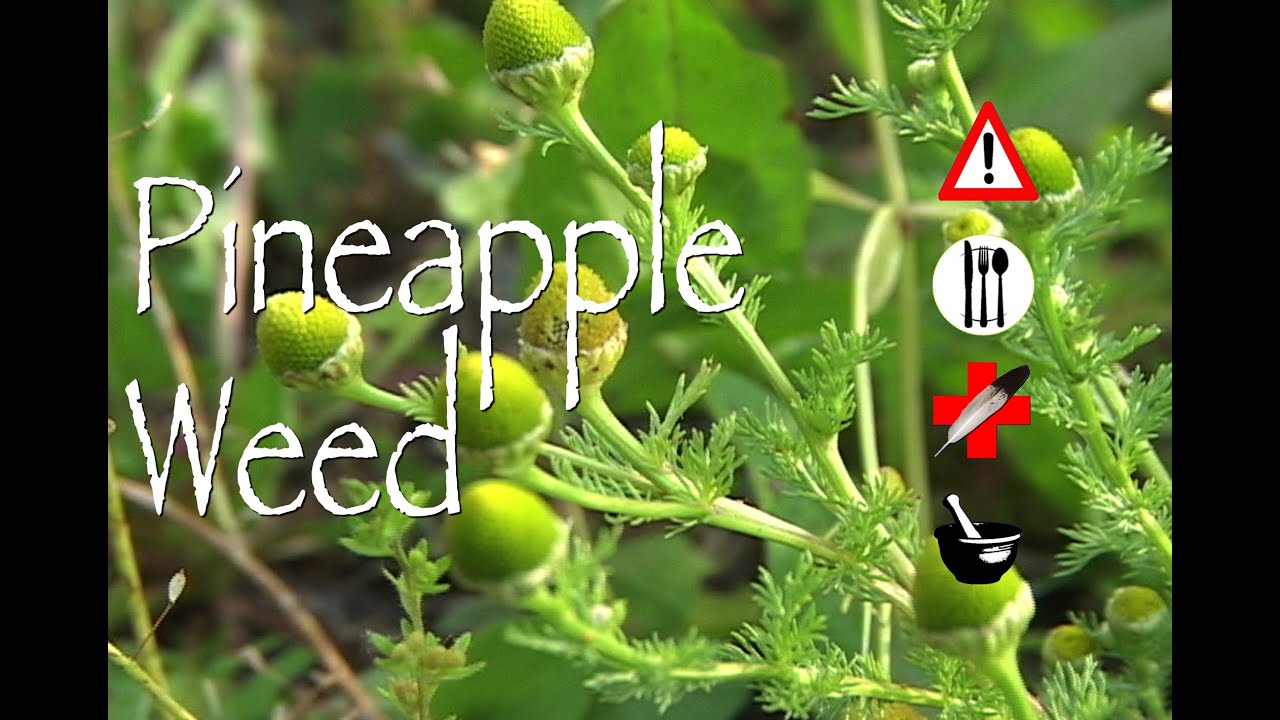 Pineapple Weed: Edible, Medicinal, Cautions & Other Uses - YouTube