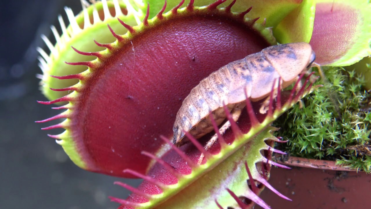 Best Venus Flytrap Trapping Compilation 2018 - YouTube