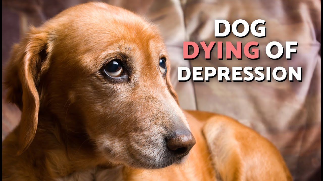 Can a DOG DIE From SADNESS? 🐶😔 How to Prevent It - YouTube