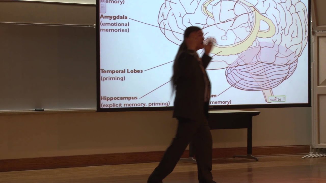 Memory: Hippocampus, Amygdala, and Consolidation Potentiation - YouTube