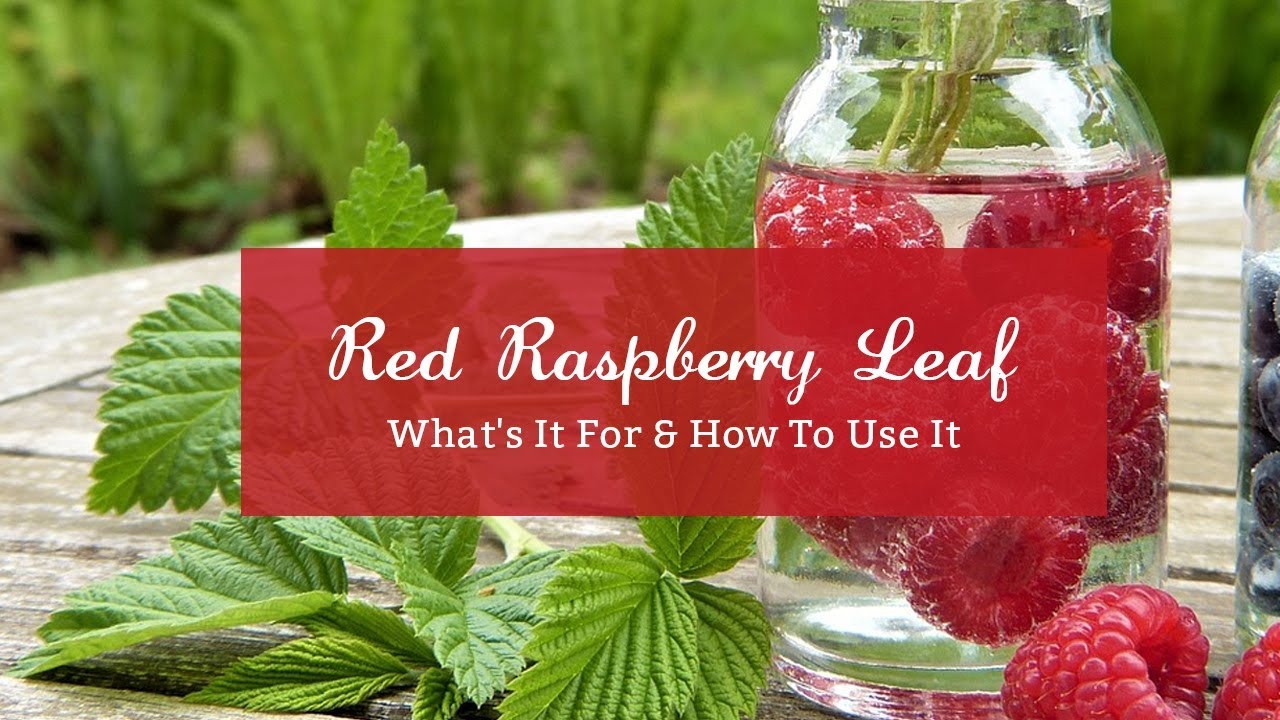 Red Raspberry Leaf - What's It For & How To Use It - YouTube