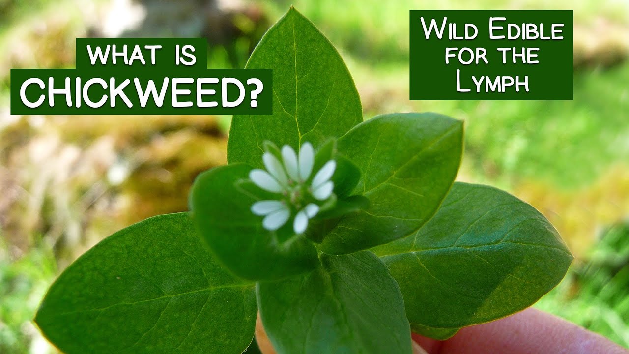 What is Chickweed? A Wild Edible Green for the Lymph and More - YouTube