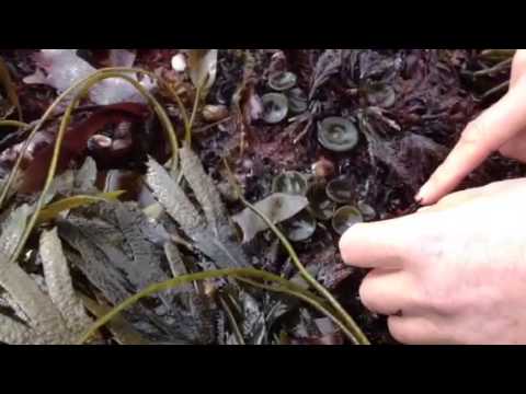 Pepper Dulse - YouTube