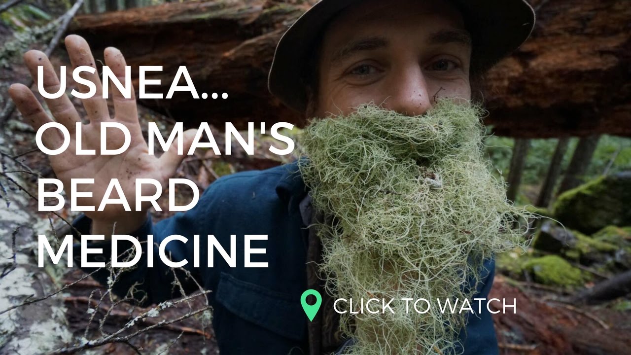 USNEA... Old Man's Beard Medicine | w. Yarrow Willard | Harmonic Arts - YouTube
