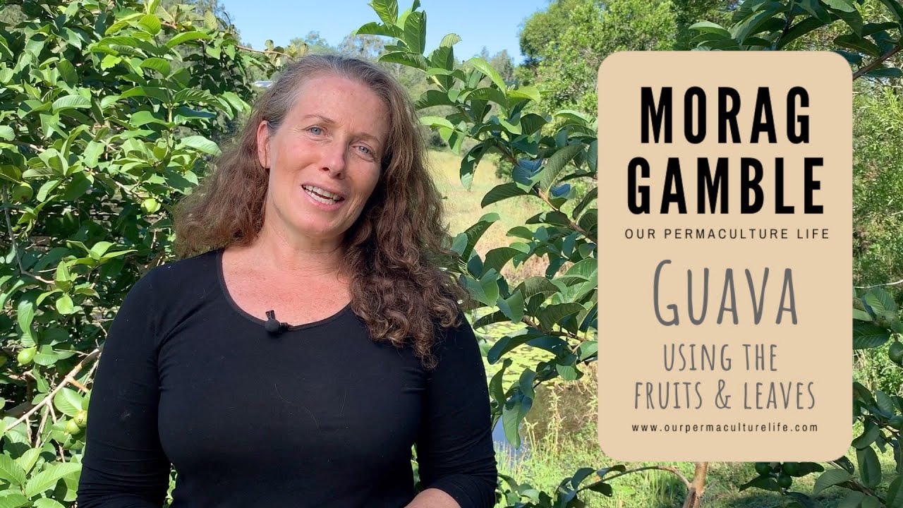 Guava - using the fruit and leaves with Morag Gamble - YouTube
