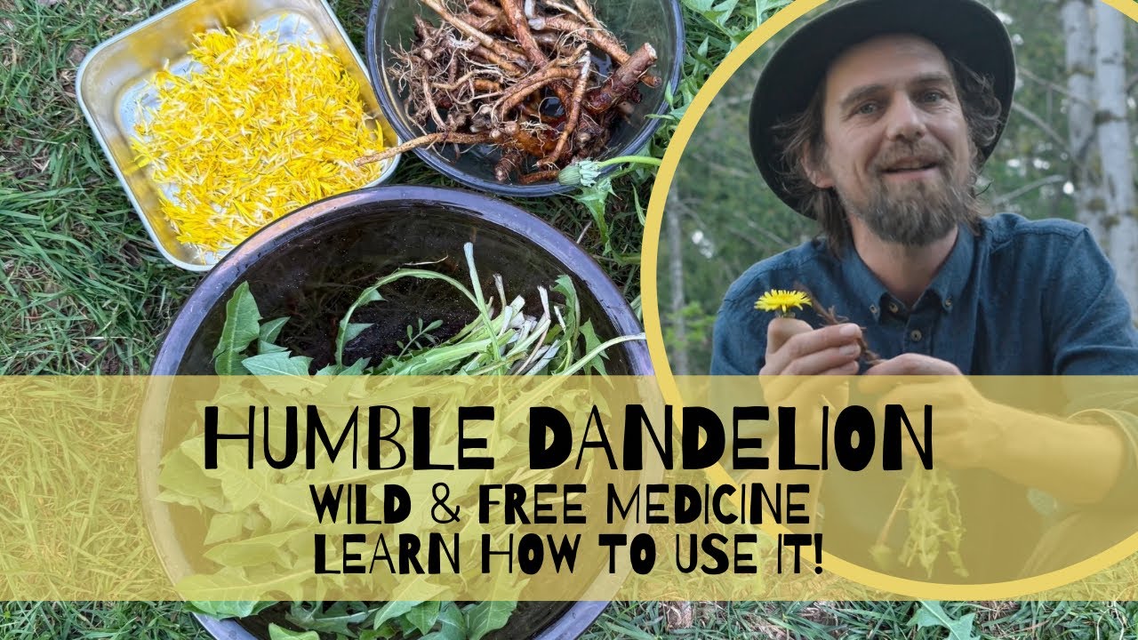 The Humble Dandelion Is a Free Wild Medicine |Learn How to Use It! - YouTube