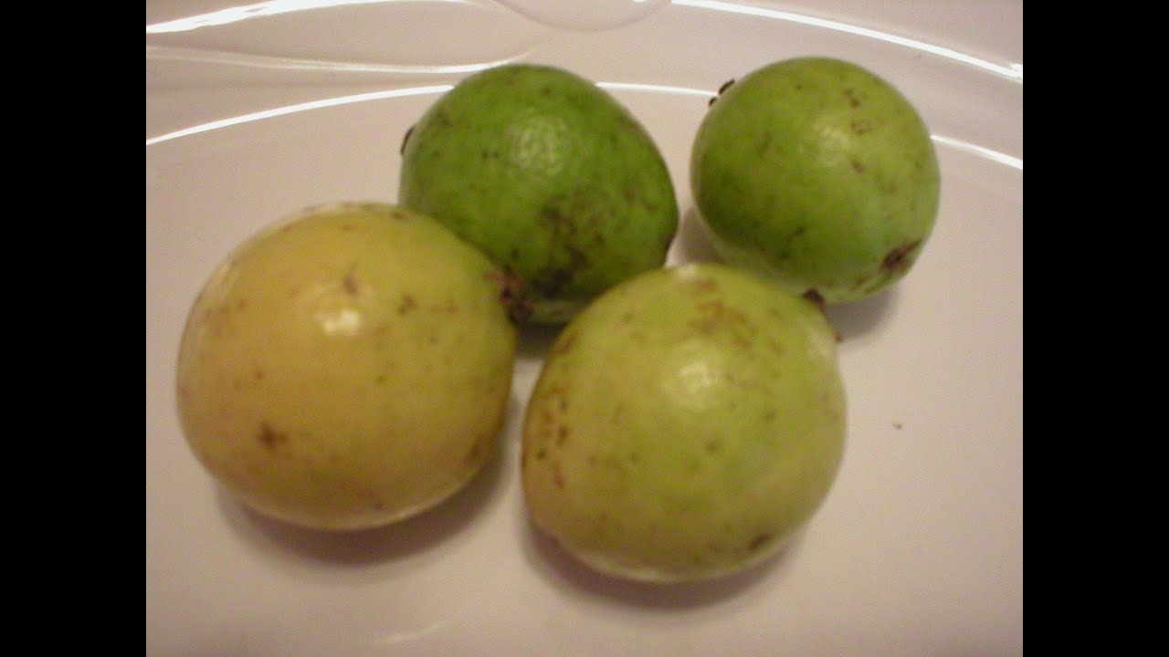 Guava 101 - How to Prepare Guava - YouTube