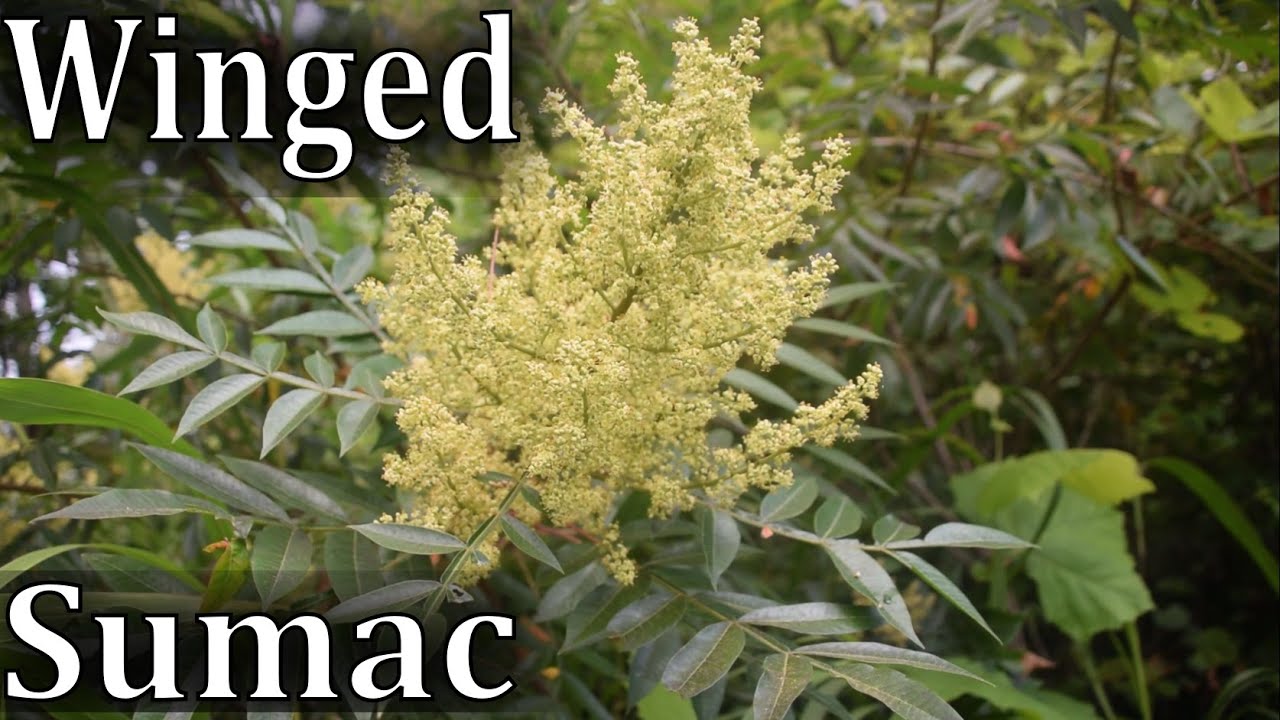 How to Identify Winged Sumac - Rhus copallina - YouTube