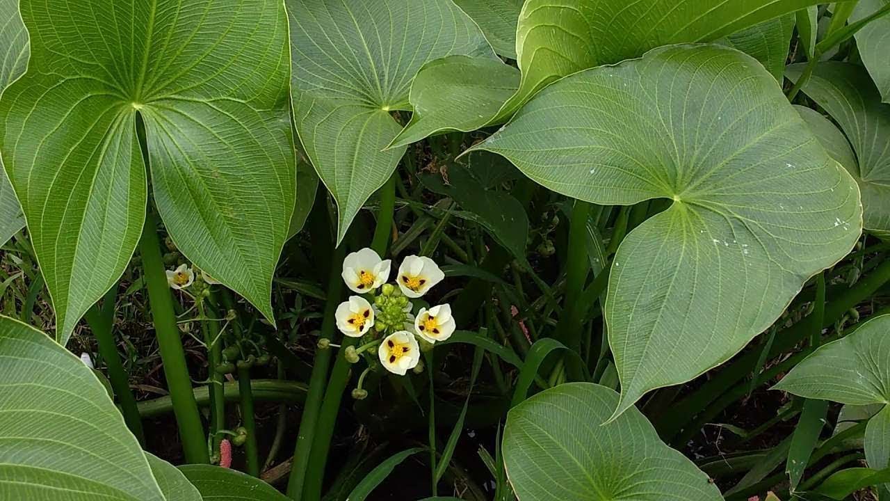 Sagittaria Montevidensis (aquatic plant) - YouTube